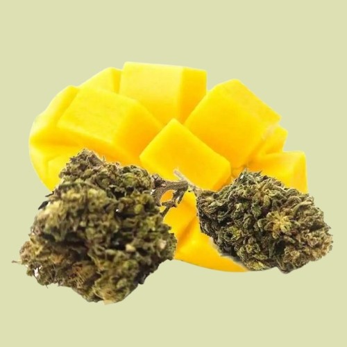 Mango Kush Boost - Fleur de CBD