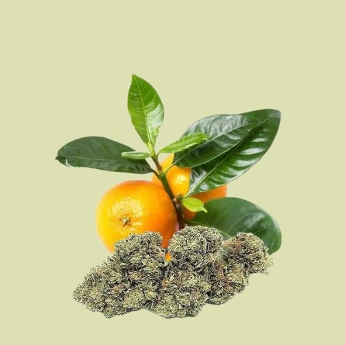 Orangello - Fleur de CBD - Produit CBD sur Le Marché du CBD