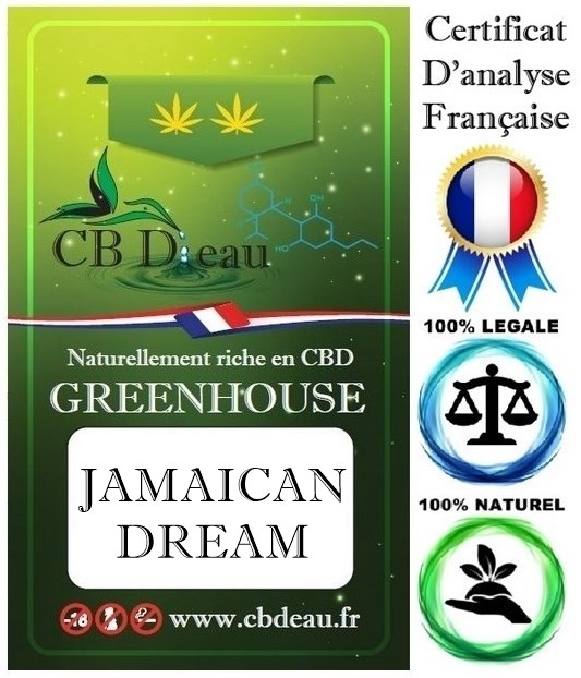 Jamaican Dream - Fleur de CBD