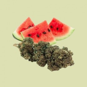 Watermelon transformée - Fleur de CBD - Le Marché du CBD